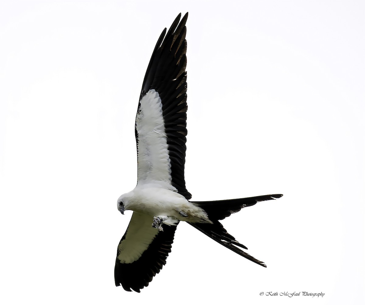 Swallow-tailed Kite - ML266883621