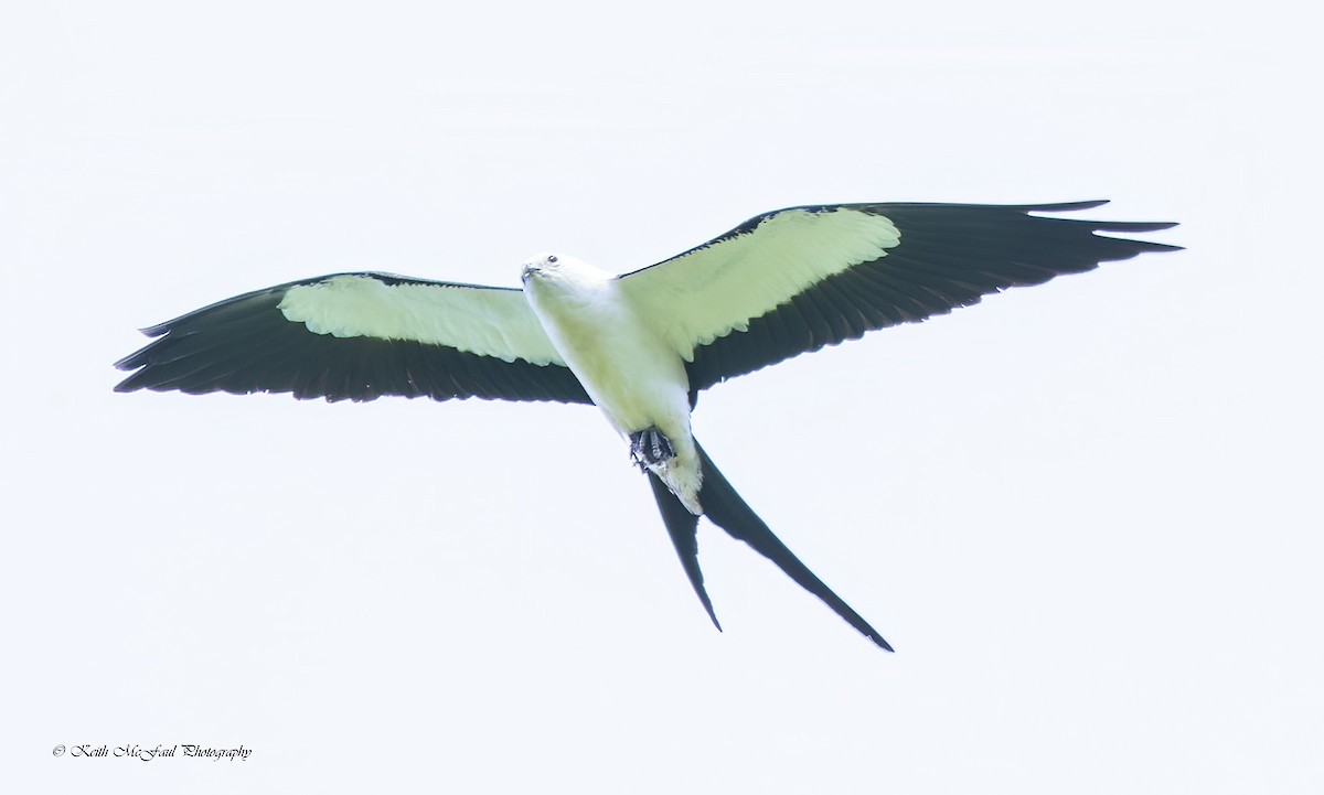 Swallow-tailed Kite - ML266884851