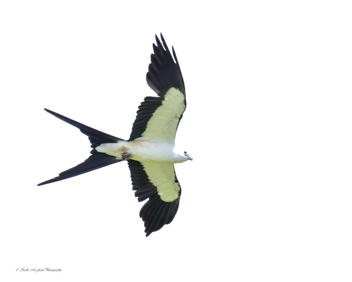 Swallow-tailed Kite - ML266885331