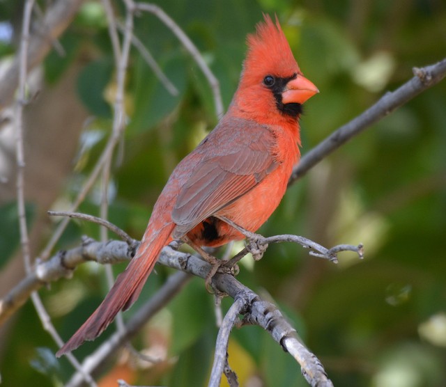 Male Northern Cardinal (presumed subspecies <em>superbus</em>). - Northern Cardinal - 