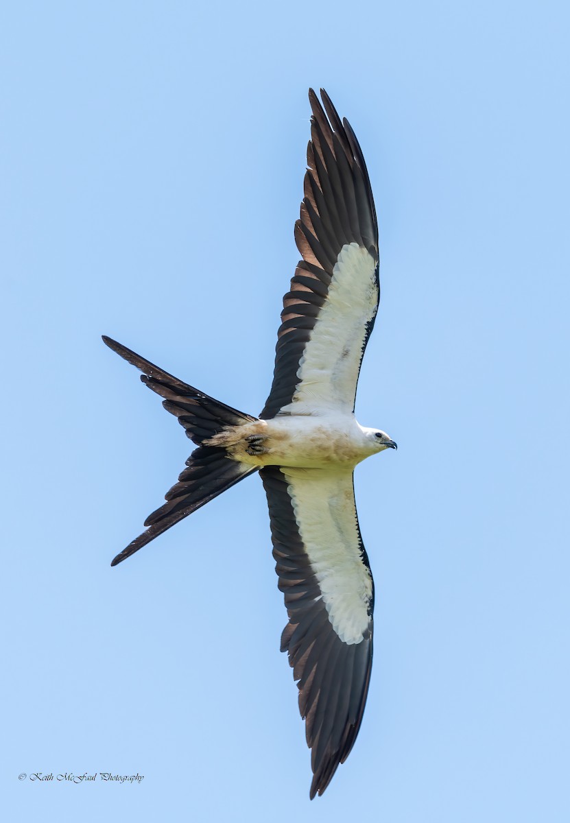 Swallow-tailed Kite - ML266887251