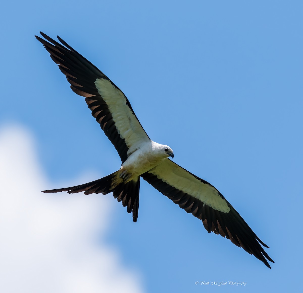Swallow-tailed Kite - ML266887381
