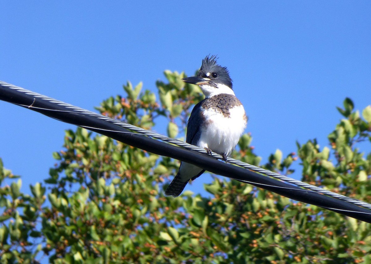 Belted Kingfisher - ML26688951