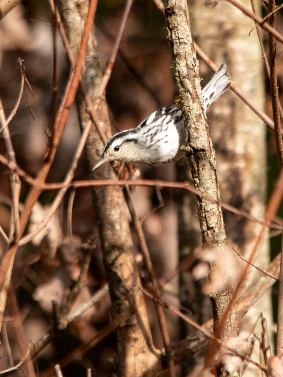 Black-and-white Warbler - Andrew Thornton