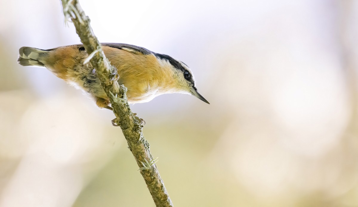 Red-breasted Nuthatch - ML266895971