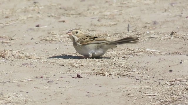 Clay-colored Sparrow - ML266899341