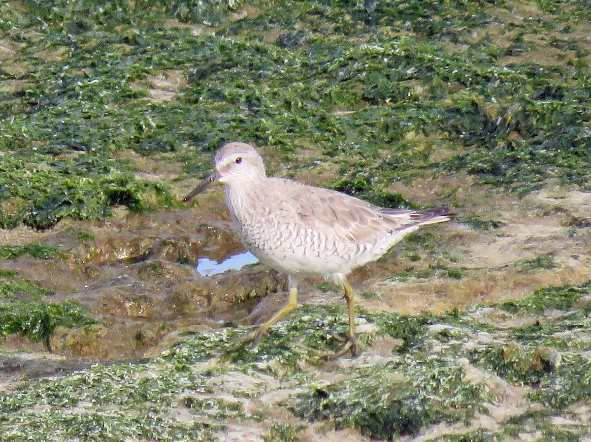 Red Knot - ML26689971