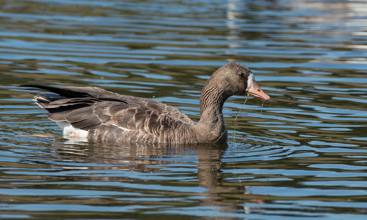 Greater White-fronted Goose (Western) - ML266903231