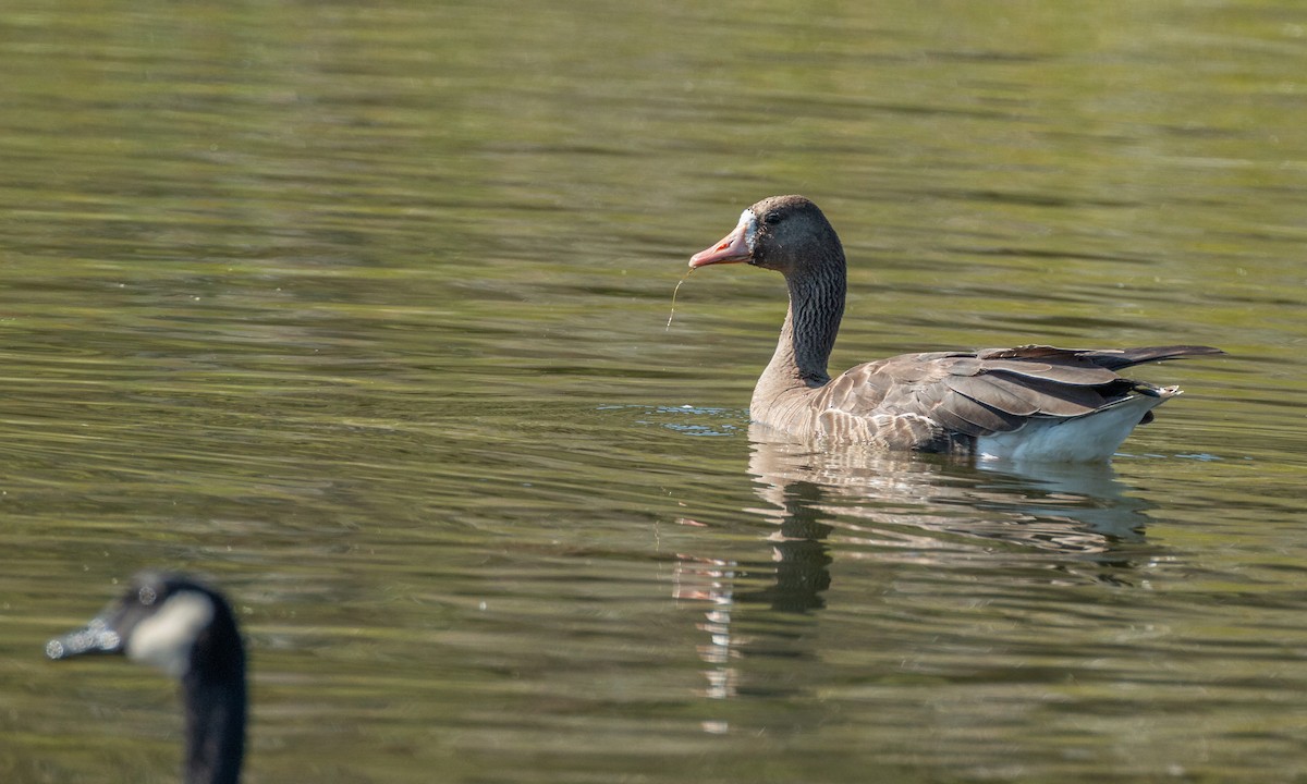 Greater White-fronted Goose (Western) - ML266903241