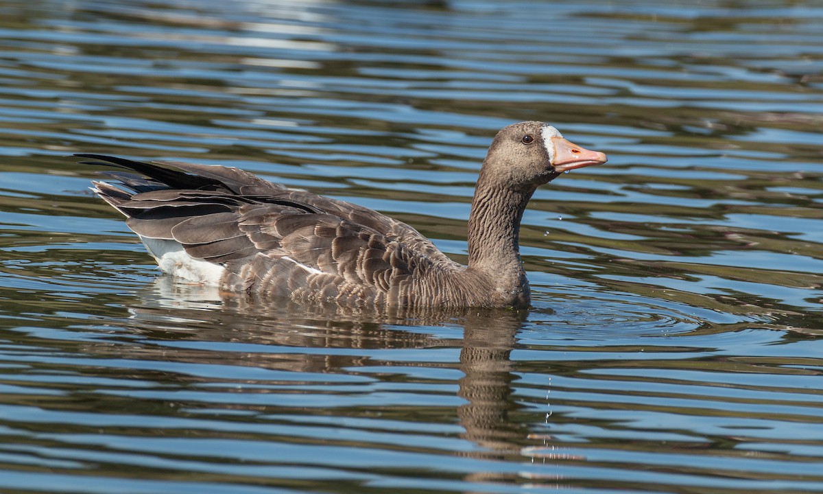 Greater White-fronted Goose (Western) - ML266903251