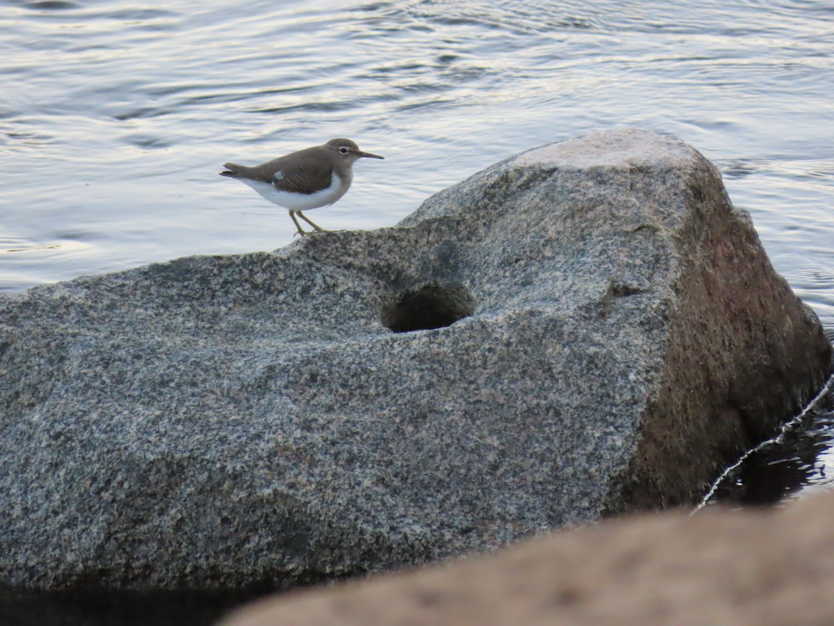 Spotted Sandpiper - John Reed