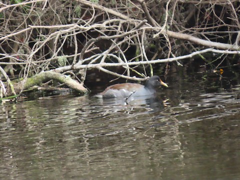Common Gallinule - Liam Hampl
