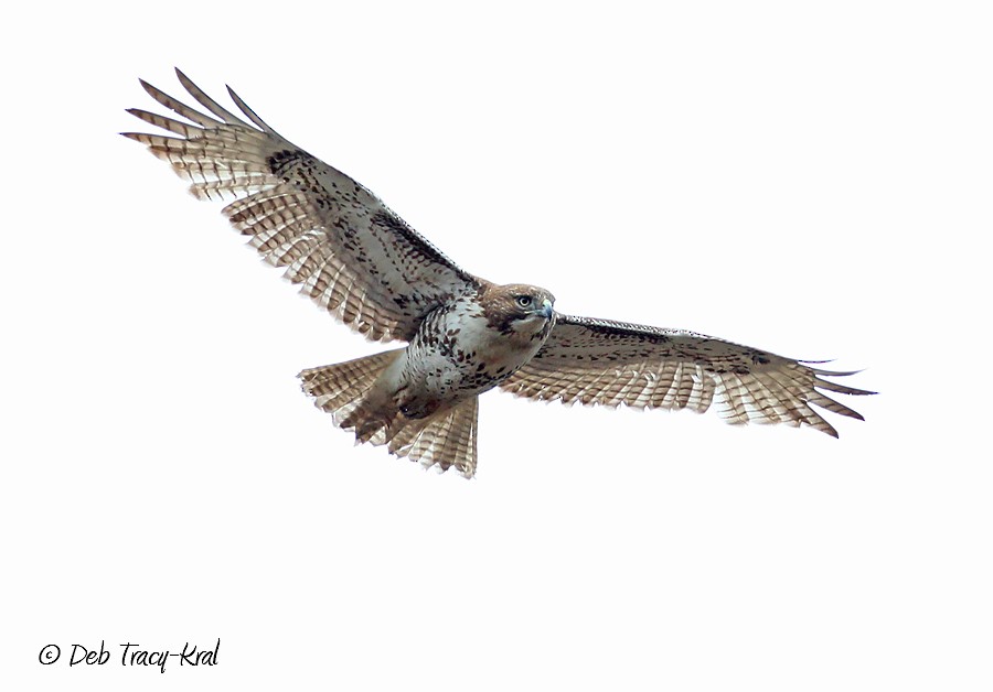 Red-tailed Hawk - Deborah Kral