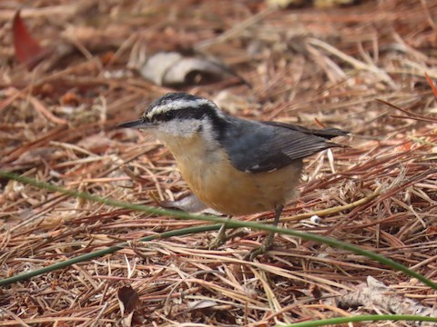 Red-breasted Nuthatch - Liam Hampl