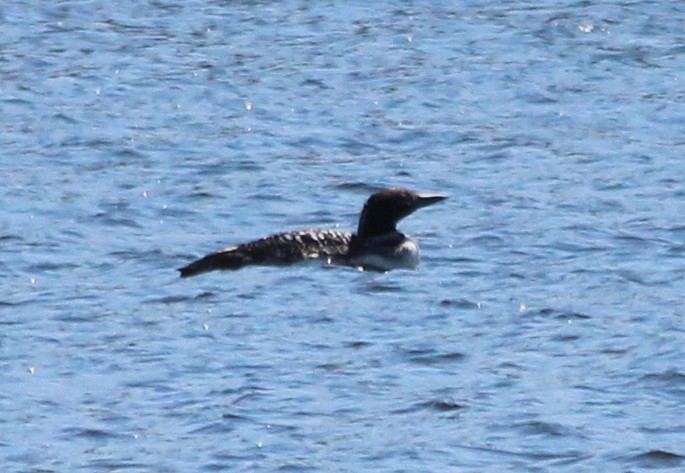 Common Loon - kevin dougherty