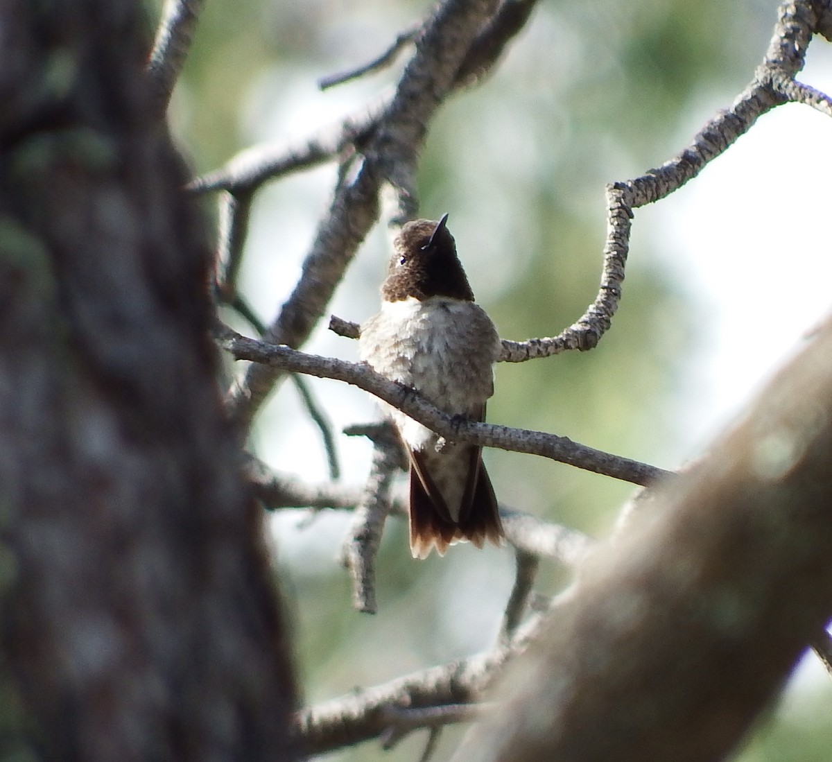 Black-chinned Hummingbird - Nicholas Sly