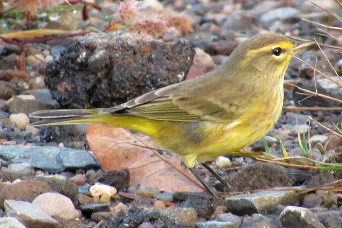 Palm Warbler (Yellow) - Larry Neily