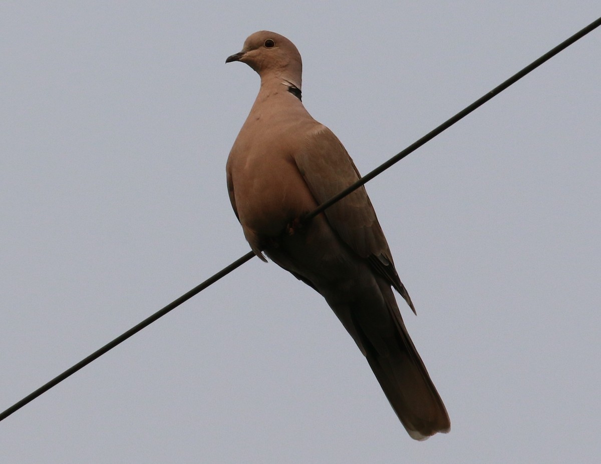 Eurasian Collared-Dove - ML266935591