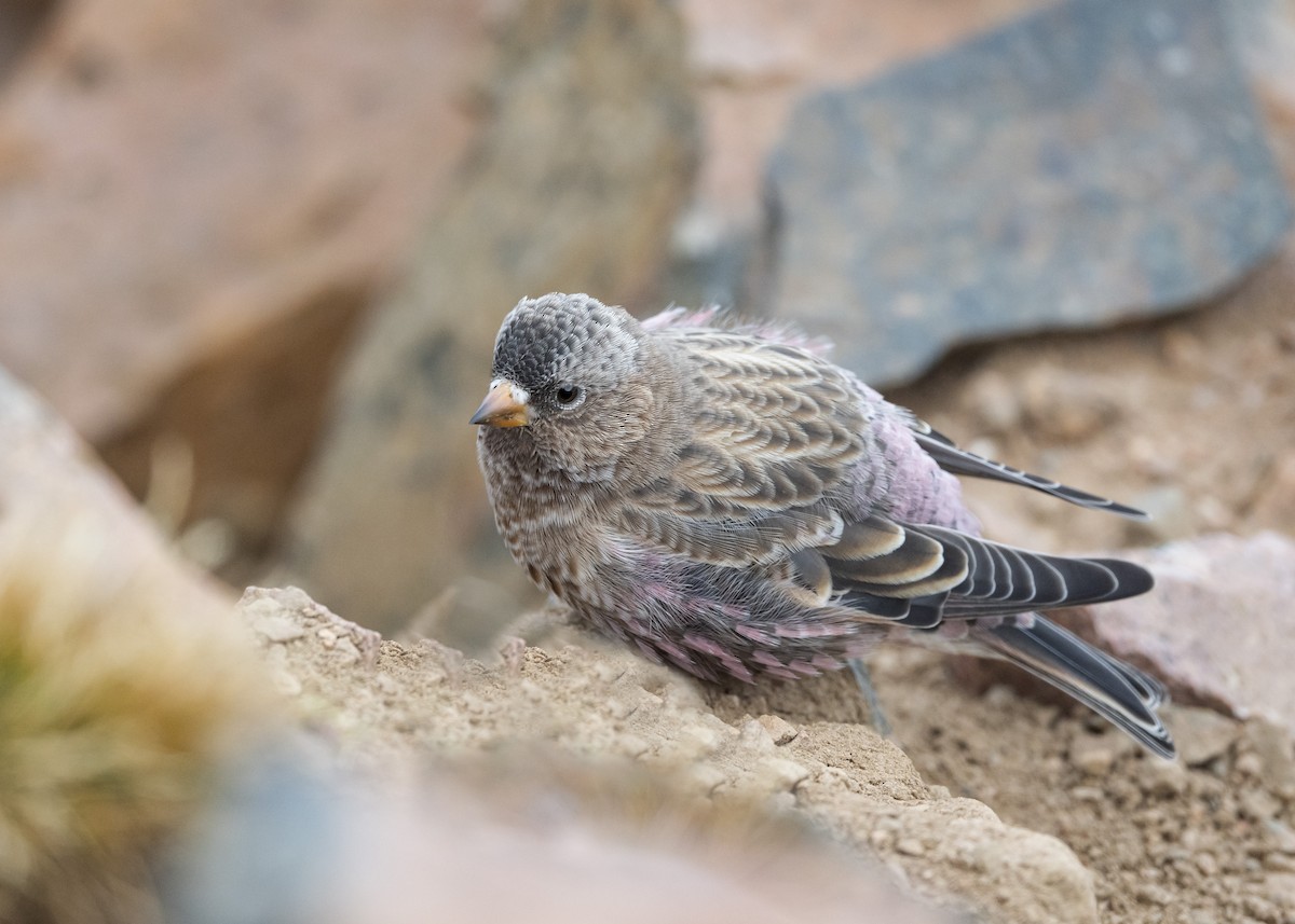 Brown-capped Rosy-Finch - ML266936671