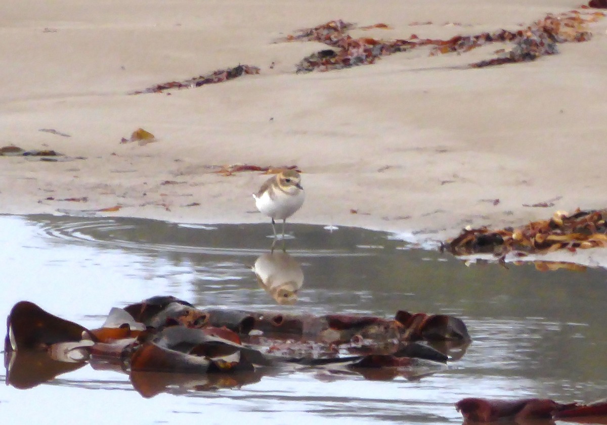 Red-capped Plover - ML26694061