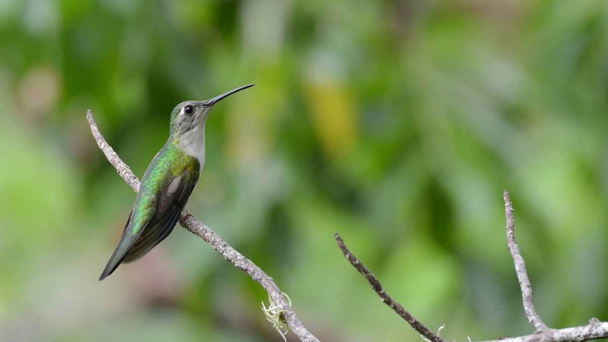 Wedge-tailed Sabrewing - Miguel Aguilar @birdnomad