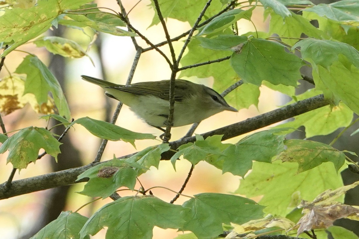 Red-eyed Vireo - Jeanette Frazier
