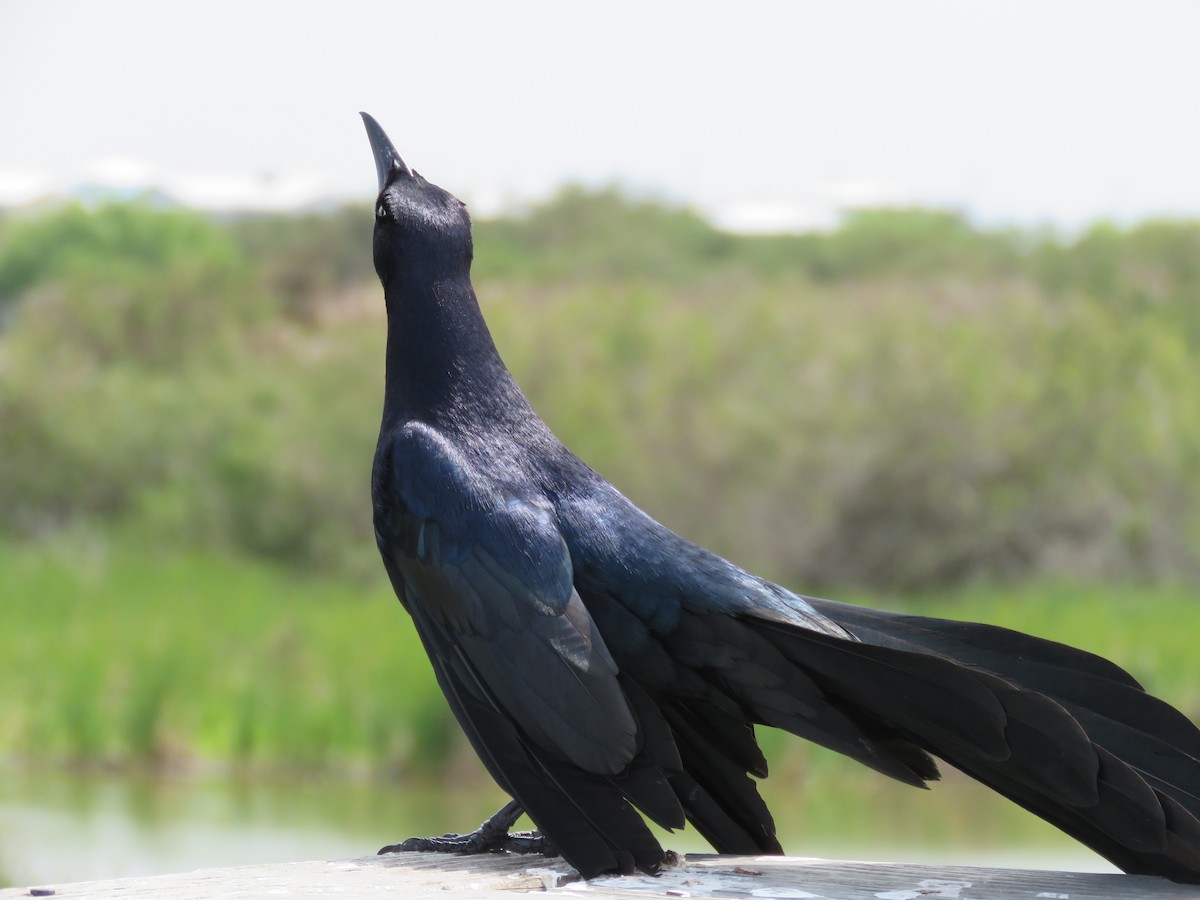 Great-tailed Grackle - ML26695291