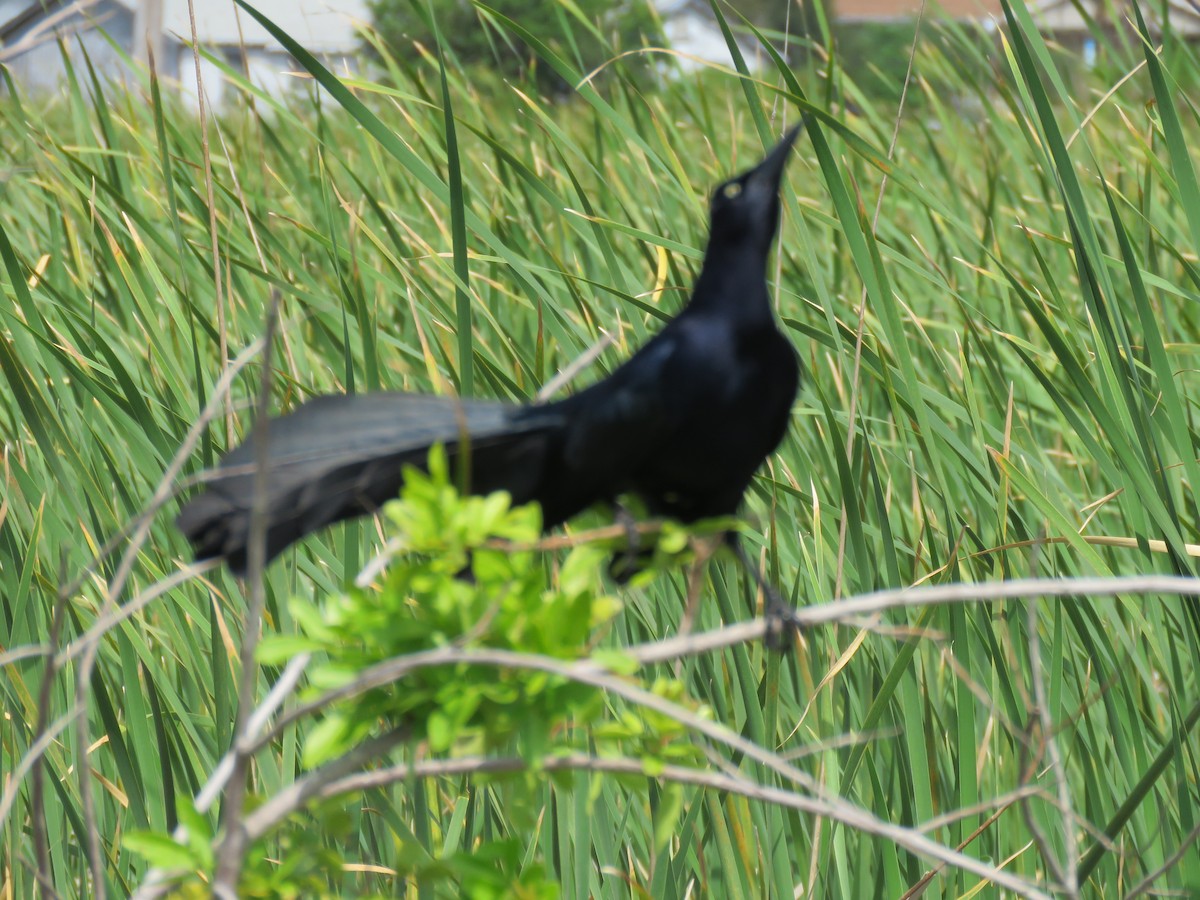 Great-tailed Grackle - ML26695311