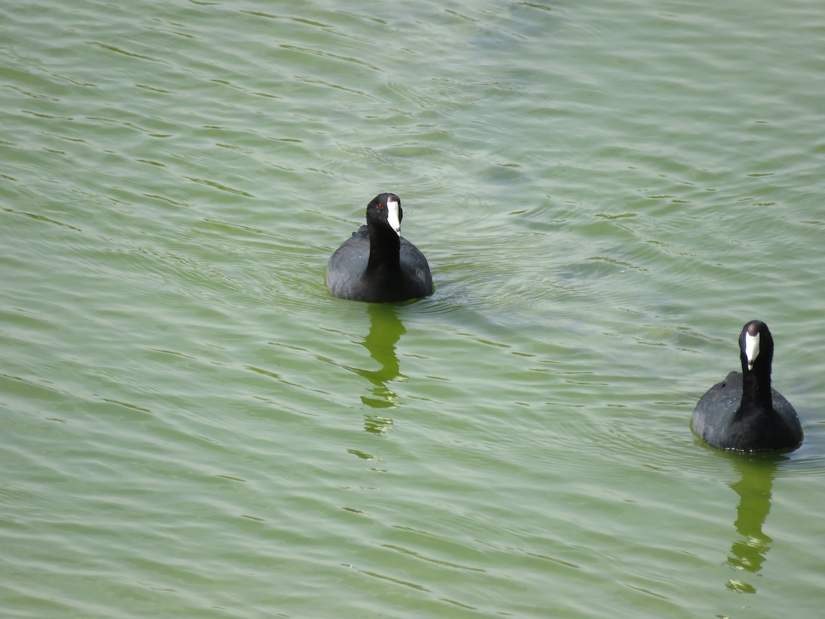 American Coot (Red-shielded) - ML26695371