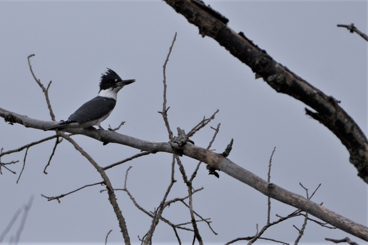 Belted Kingfisher - ML266959321