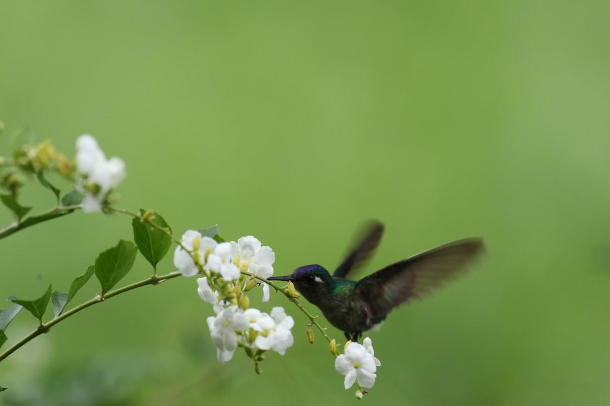 Violet-headed Hummingbird - Greg Levandoski