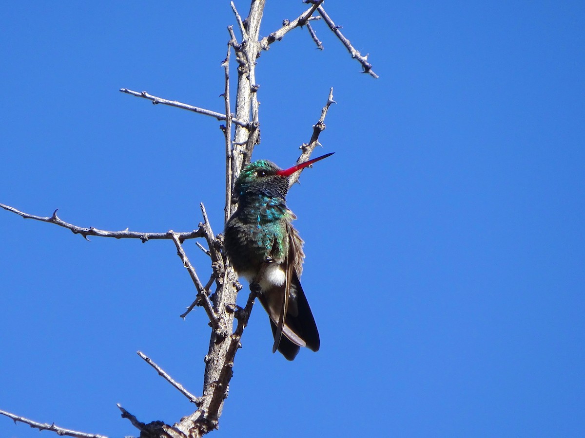 Broad-billed Hummingbird - Jacob Twersky