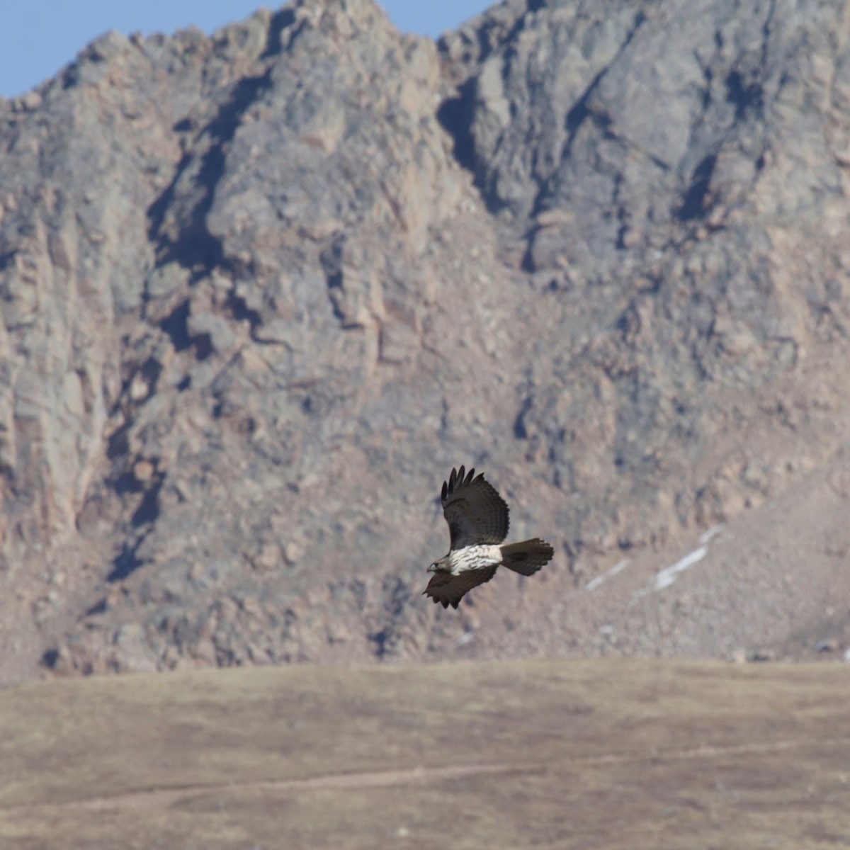 Red-tailed Hawk (calurus/alascensis) - ML266962631