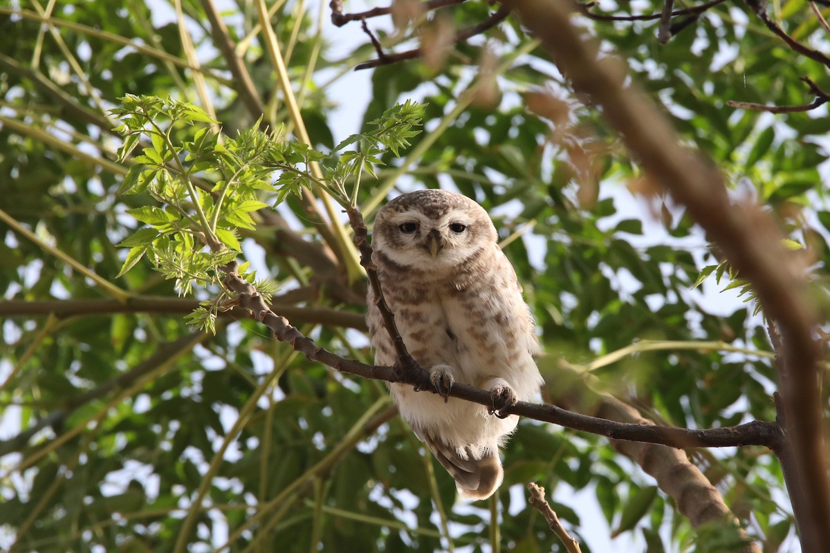 Spotted Owlet - Nazes Afroz