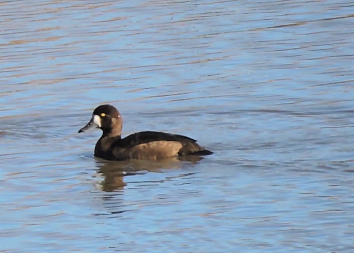 Greater Scaup - ML266964211