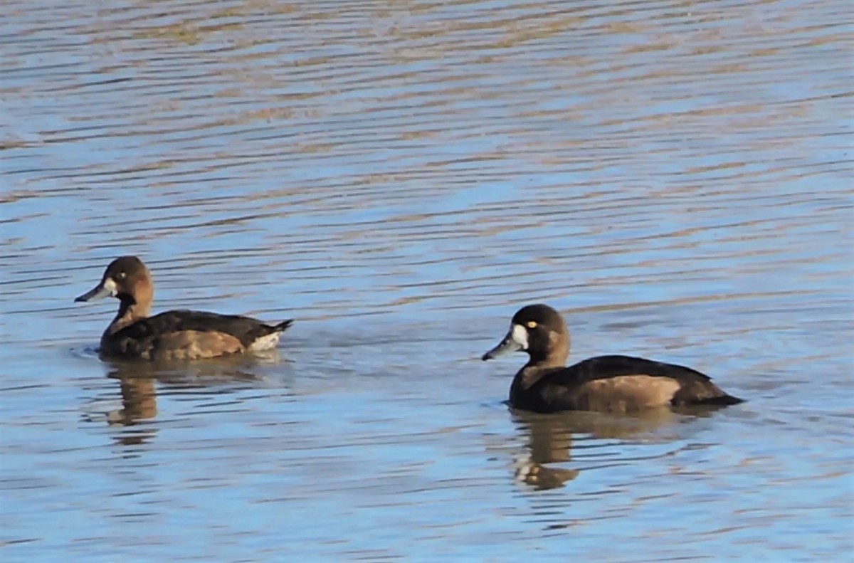 Greater Scaup - ML266964251