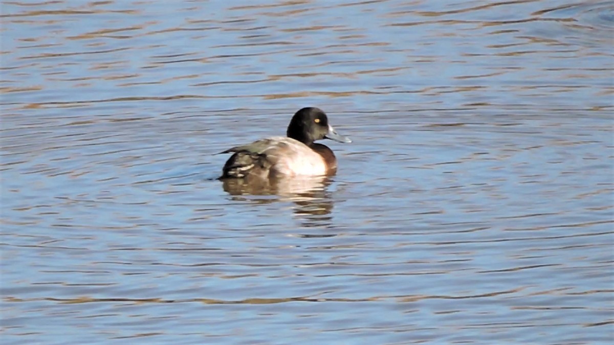 Greater Scaup - ML266964301