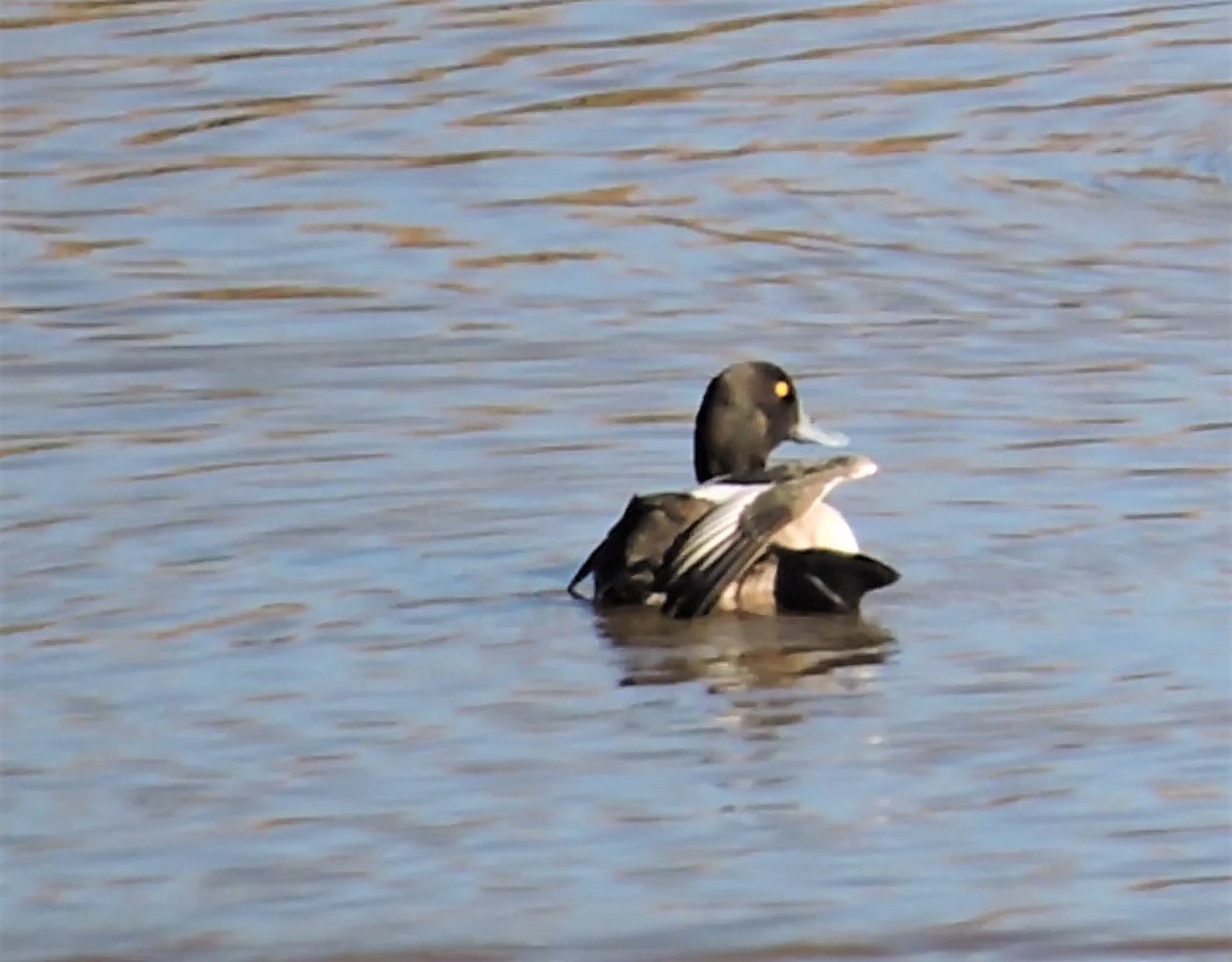 Greater Scaup - ML266964391