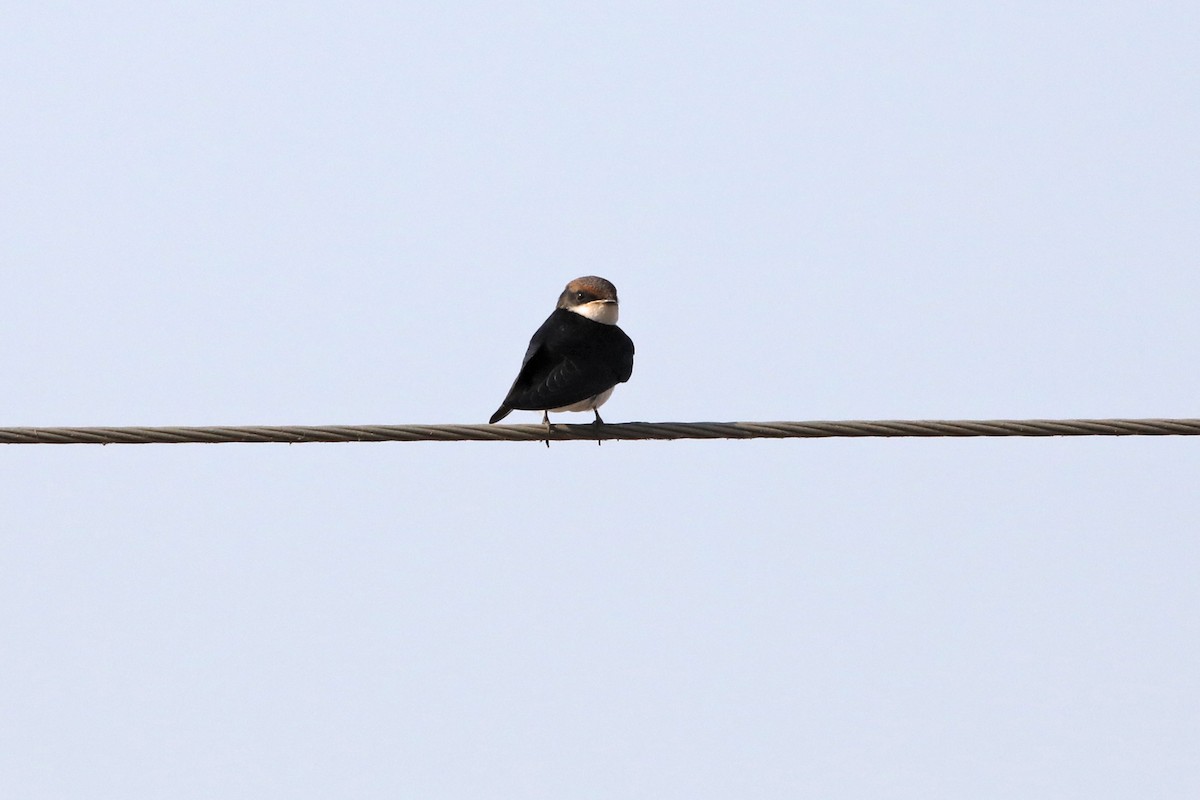 Wire-tailed Swallow - Nazes Afroz