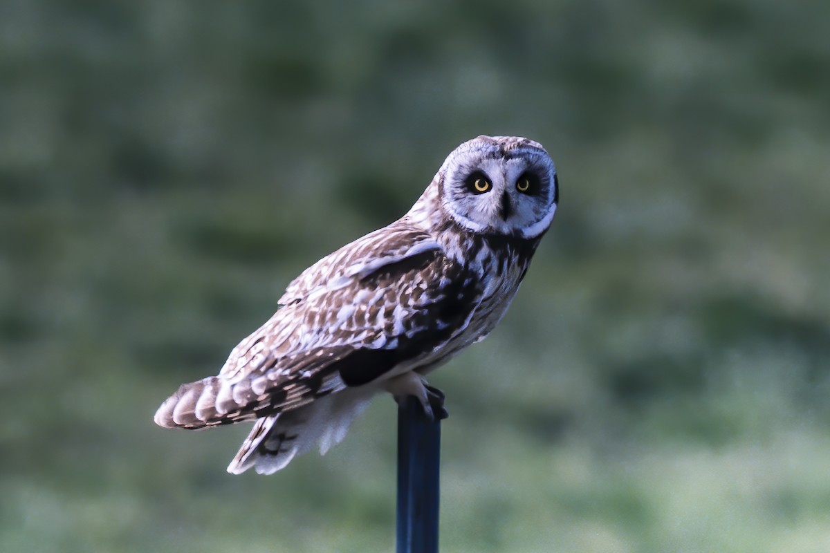 Short-eared Owl - Tom Crabtree