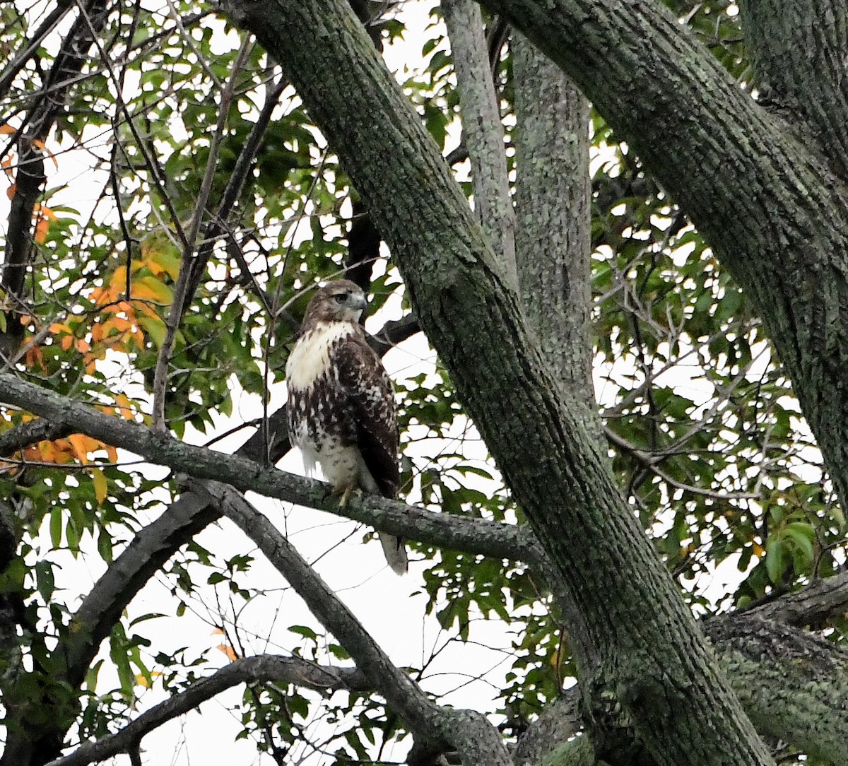 Red-tailed Hawk - ML266967911
