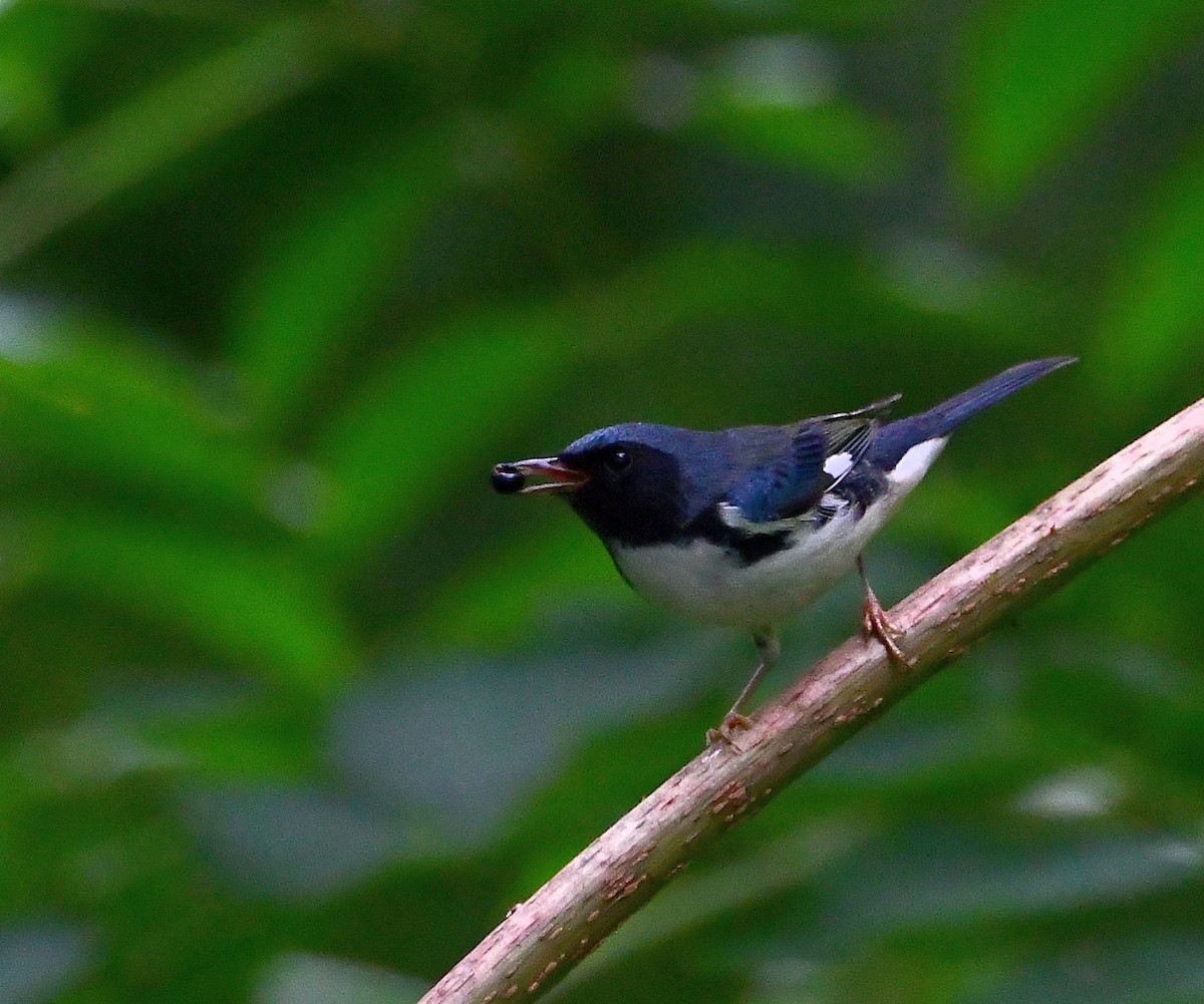 Black-throated Blue Warbler - ML266968791