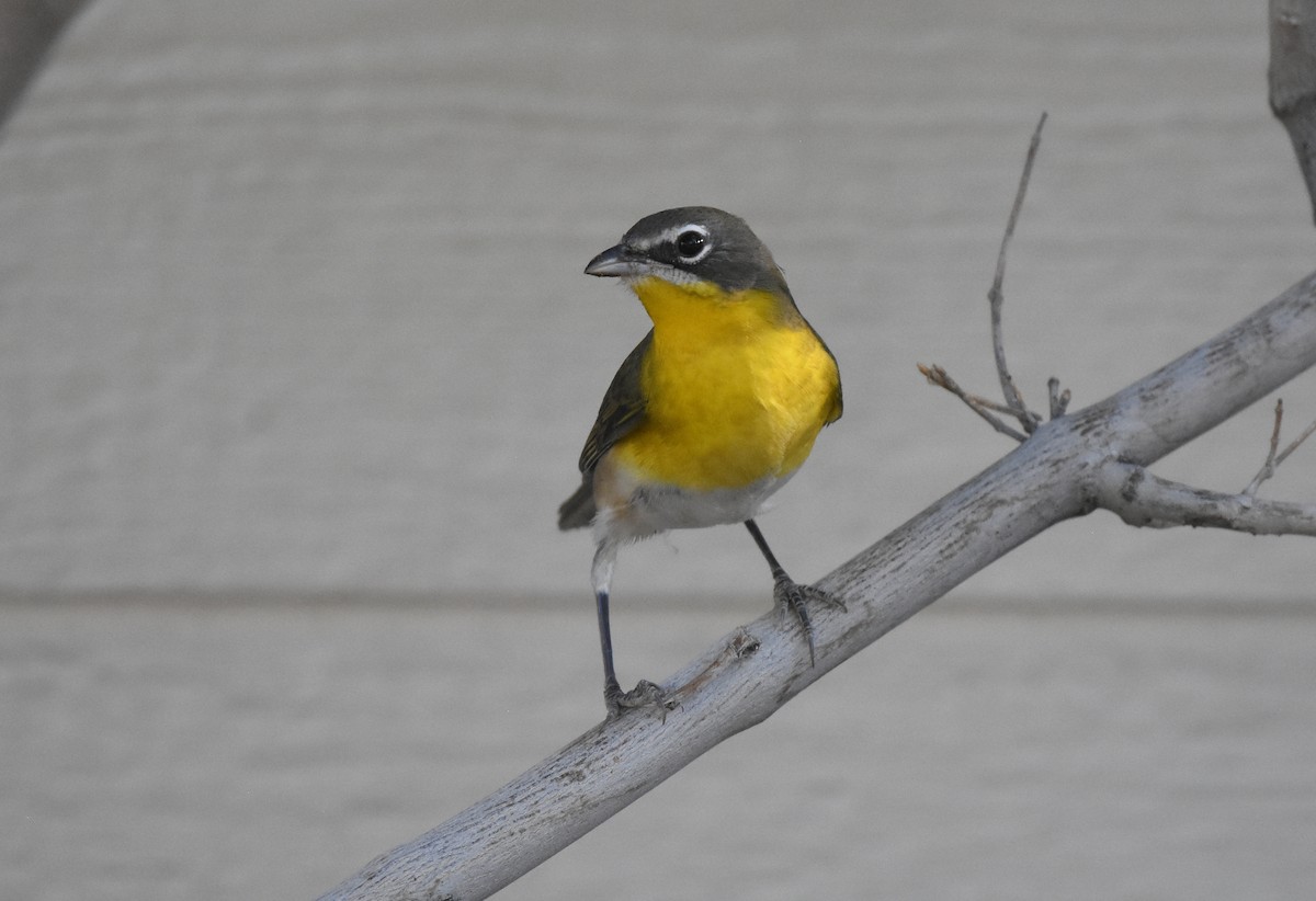 Yellow-breasted Chat - Christopher Lindsey