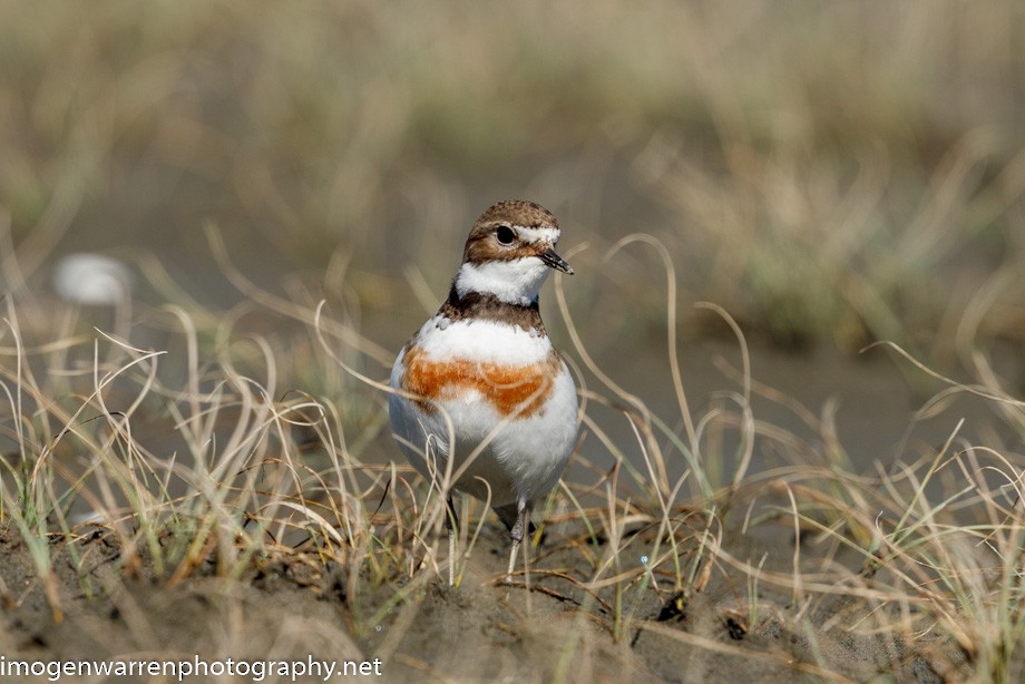 Double-banded Plover - ML266973351