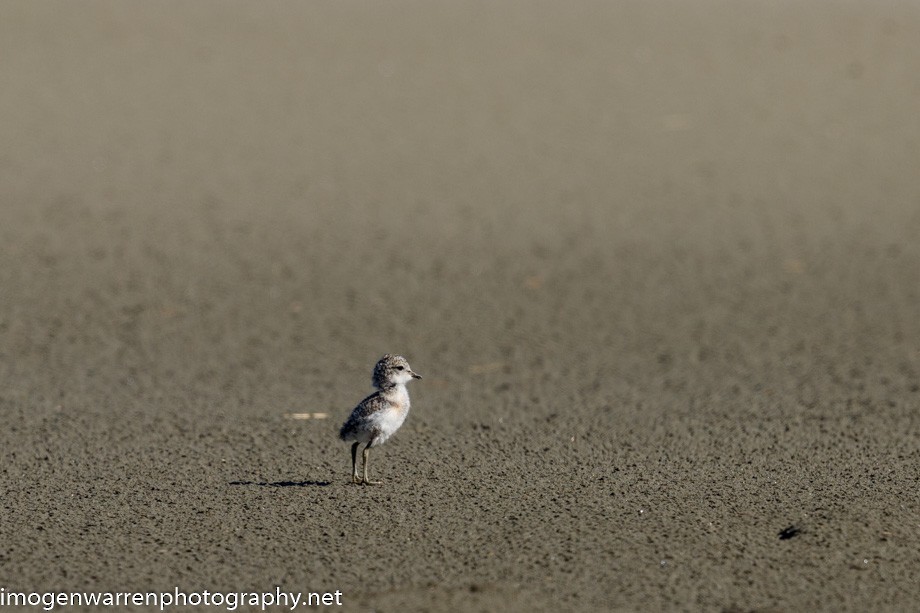 Double-banded Plover - ML266973361