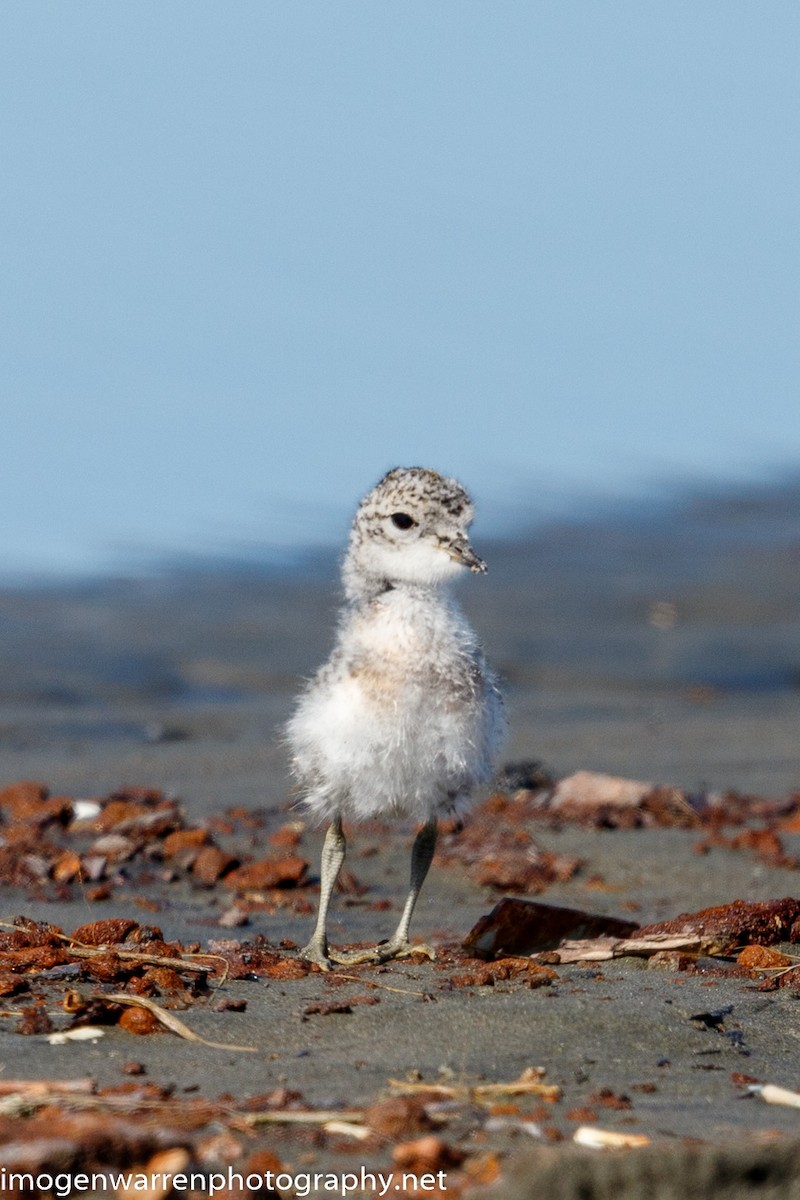 Double-banded Plover - ML266973391