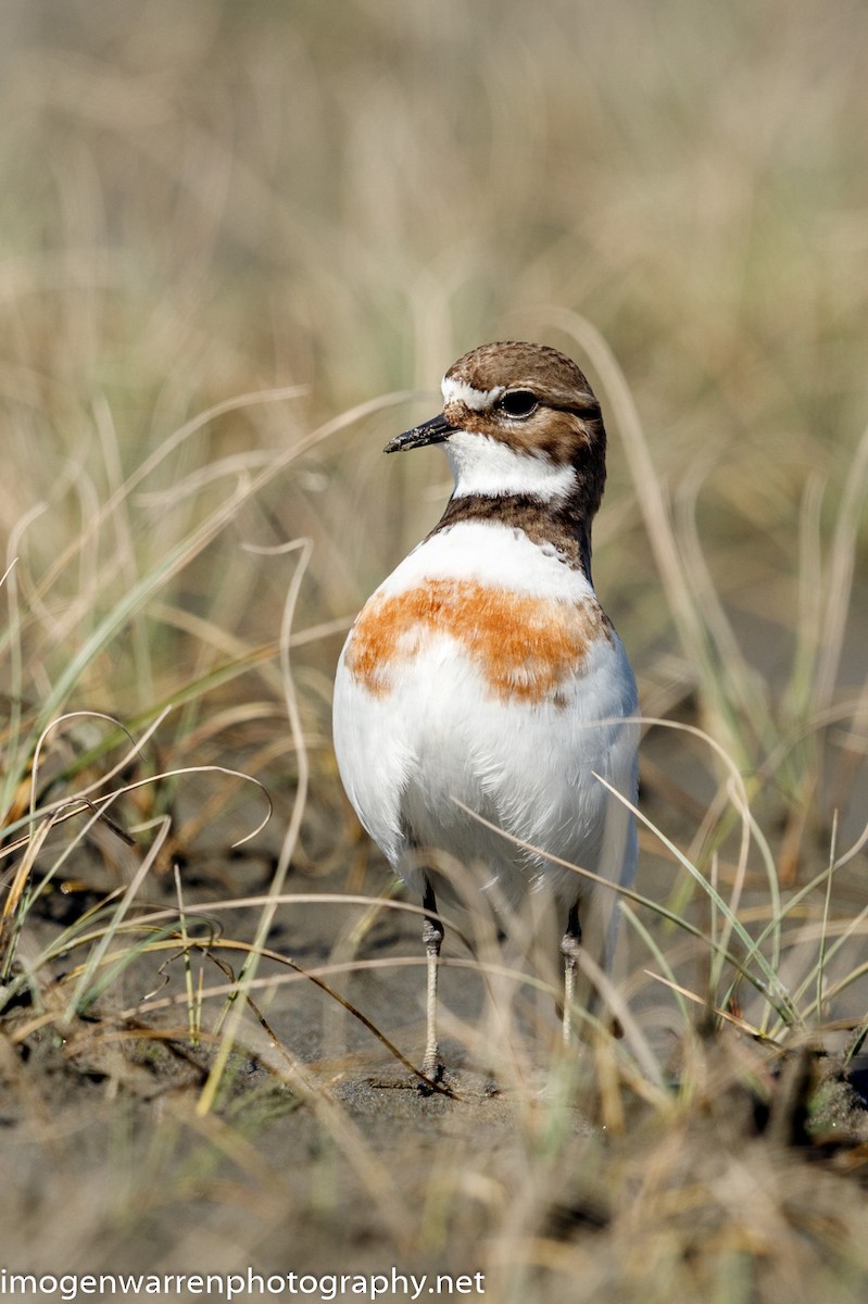 Double-banded Plover - ML266973431