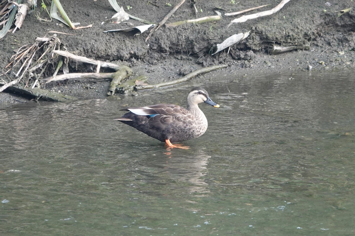Eastern Spot-billed Duck - ML266976561