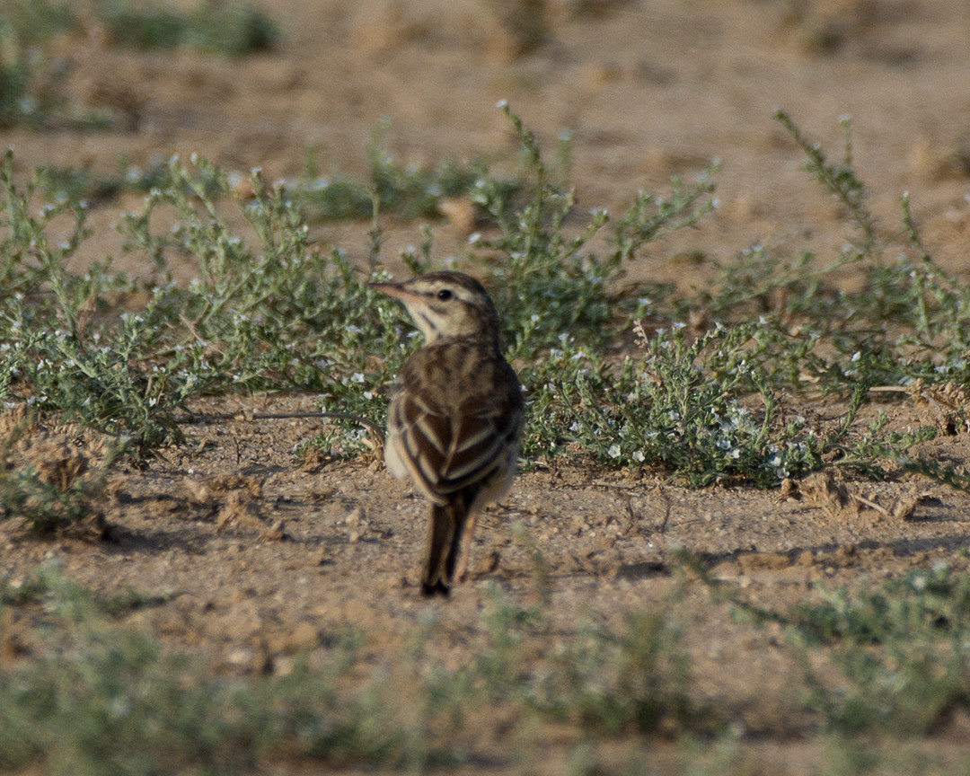 pipit sp. - ML266984681
