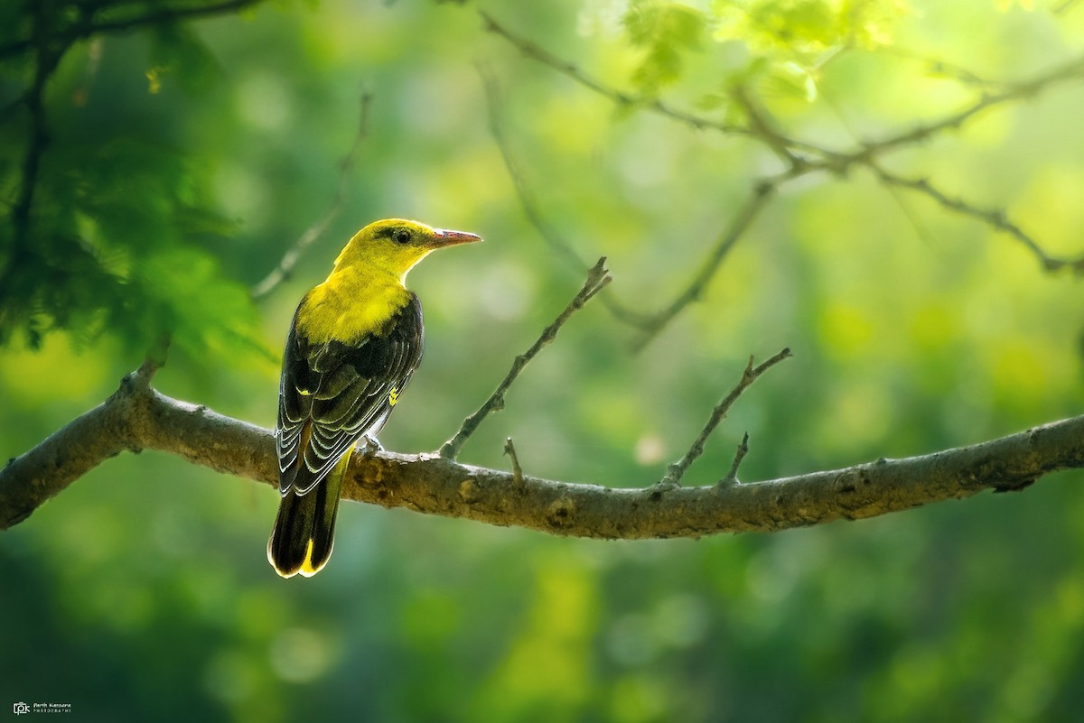 Indian Golden Oriole - ML266985221
